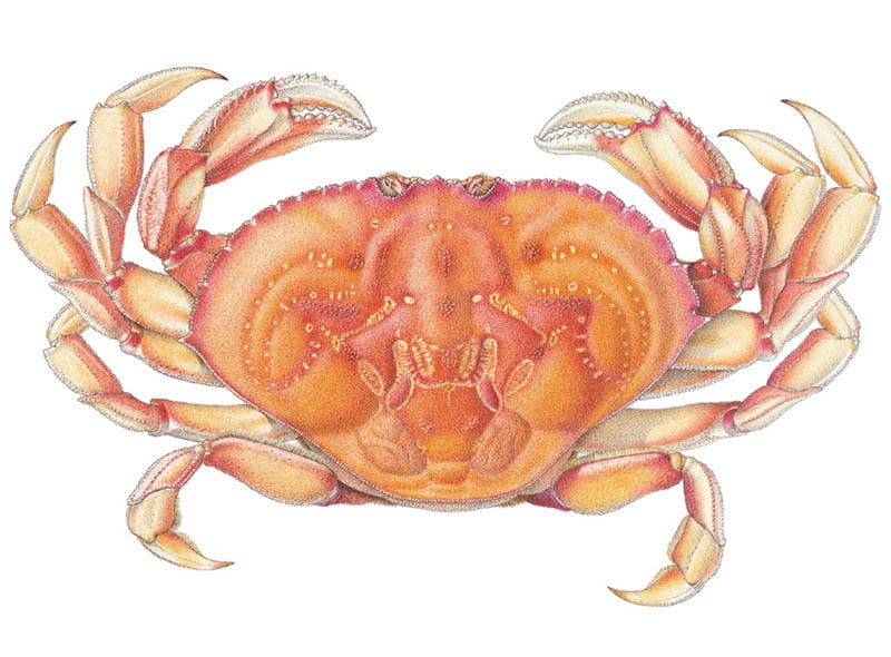 Alaska Dungeness Crab