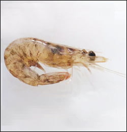 Shrimp (Coonstripe, Pink, Sidestripe, Spot)