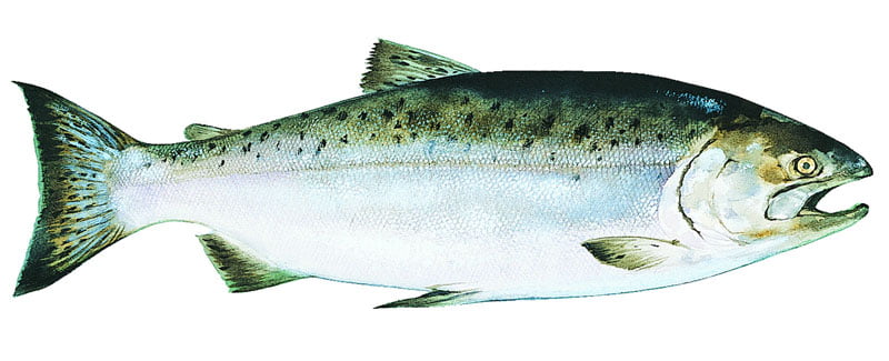 King Salmon Alaska seafood