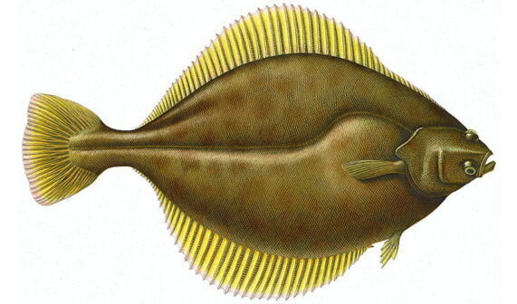 Yellowfin sole