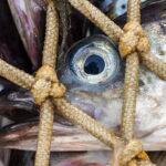 Responsible Fishery management Alaska Seafood