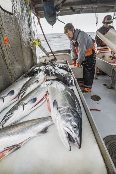 Fishing wild Alaska salmon