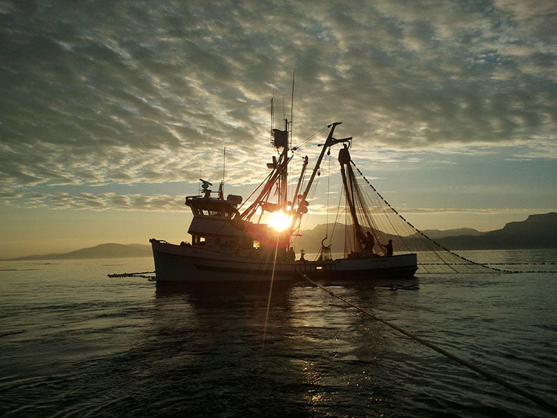 Purse Seine Fishing with net - Alaska Seafood