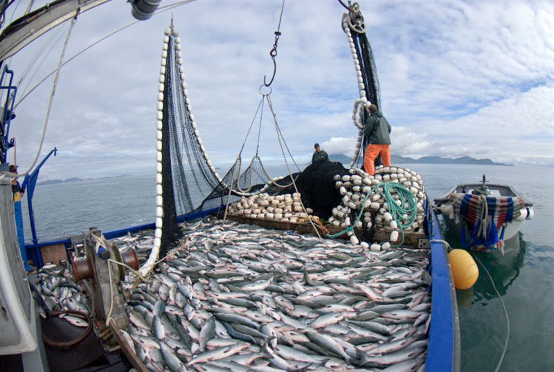 Gillnet Fishing - Alaska seafood