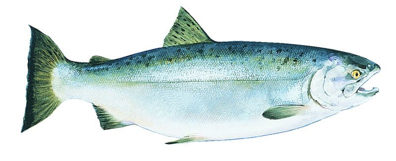 Coho Salmon Alaska Seafood