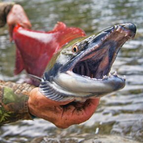 Alaska Wild Salmon