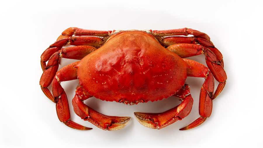 Alaska Dungeness Crab