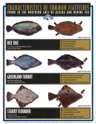 Flatfish Species Index